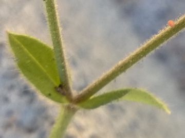 Cerastium cfr. glomeratum