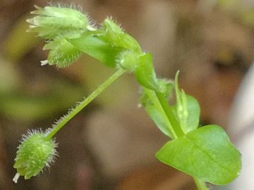 Stellaria sp. 5
