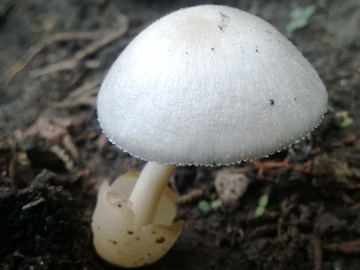 Funghetto in un giardino