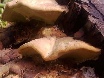 fungo legnoso