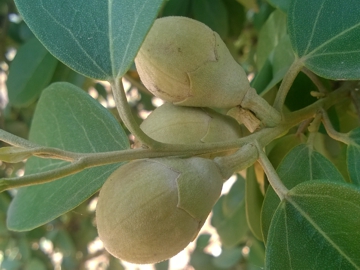 Arbusto con strani frutti - Lagunaria patersonii