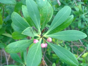 Myoporum insulare / Mirioporum delle isole