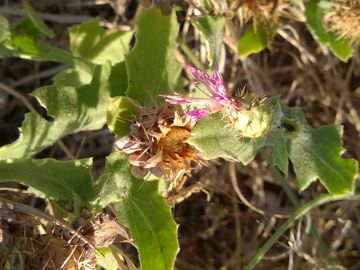 Centaurea sphaerocephala / Fiordaliso delle spiagge