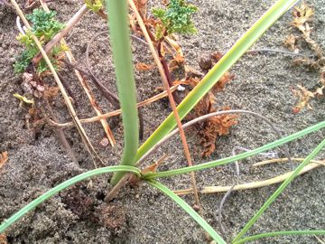 Cyperus capitatus / Zigolo delle spiagge