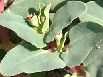 Euphorbiacea sulle dune - Chamaesyce peplis