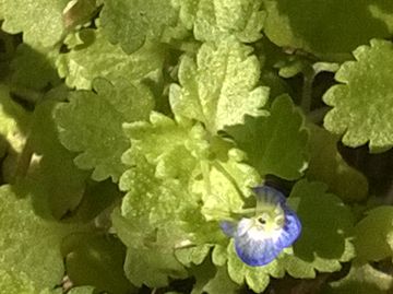 Veronica con fiori piccolissimi:  Veronica polita