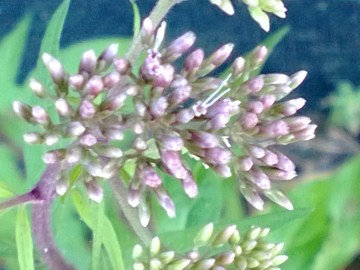 Eupatorium cannabinum