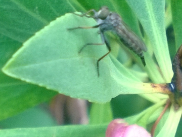 Myoporum insulare / Mirioporum delle isole