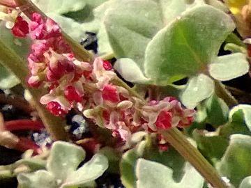 Rumex scutatus