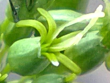 Silene otites