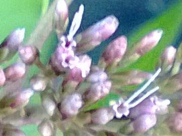 Eupatorium cannabinum