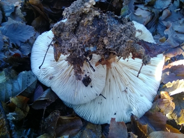 Fungo dal grande cappello