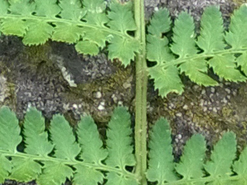 Dryopteris sp.