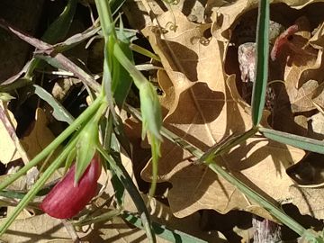 Fabacea - Lathyrus cfr. cicera