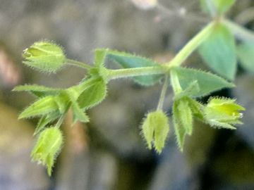 Arenaria cfr. leptoclados