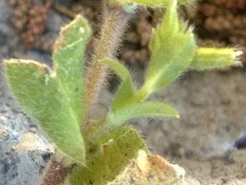 Cerastium cfr. glomeratum