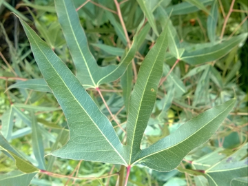 Albero incognito da seme incognito - Brachychiton sp.