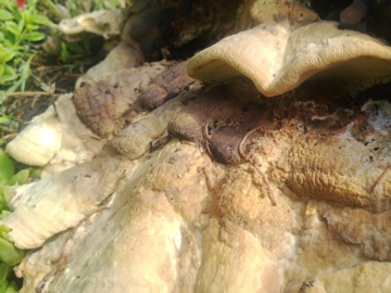 fungo legnoso