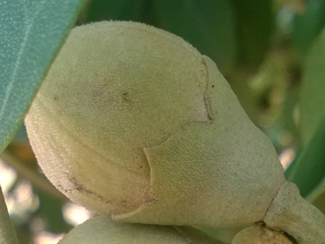 Arbusto con strani frutti - Lagunaria patersonii
