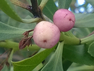 Myoporum insulare / Mirioporum delle isole