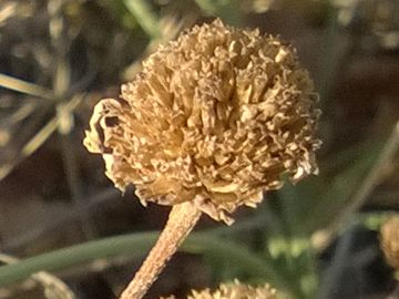Asteracea su una duna - Anthemis cfr. maritima