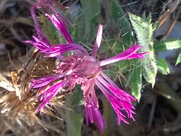 Centaurea sphaerocephala / Fiordaliso delle spiagge