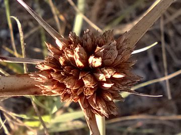 Cyperus capitatus / Zigolo delle spiagge