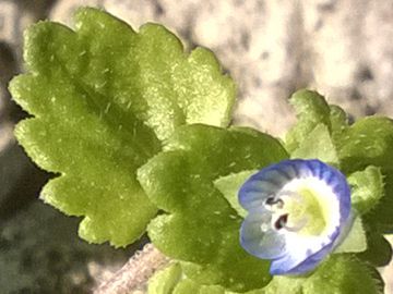 Veronica con fiori piccolissimi:  Veronica polita