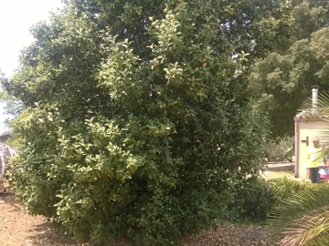 Arbusto con strani frutti - Lagunaria patersonii