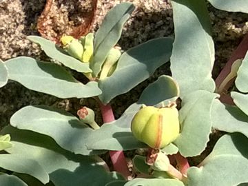 Euphorbiacea sulle dune - Chamaesyce peplis