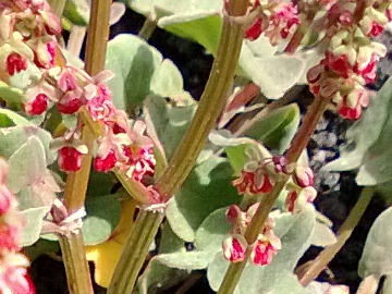 Rumex scutatus