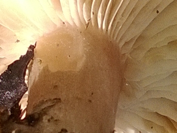 Fungo dal grande cappello