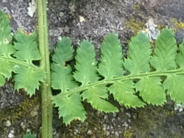Dryopteris sp.