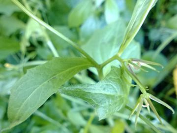 Rhagadiolus stellatus / Radicchio stellato