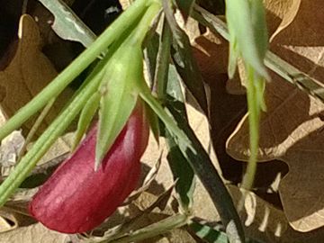 Fabacea - Lathyrus cfr. cicera