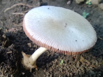 Funghetto in un giardino