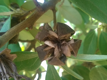 Arbusto con strani frutti - Lagunaria patersonii