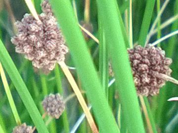 Scirpoides holoschoenus