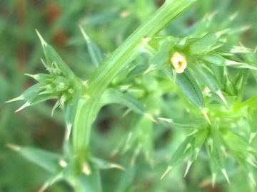 Salsola tragus subsp. pontica / Salsola del Ponto