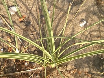 Cyperus capitatus / Zigolo delle spiagge