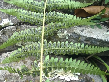 Dryopteris sp.