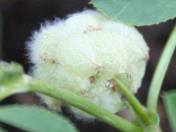 Trifolium tomentosum / Trifoglio tomentoso