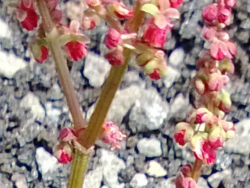 Rumex scutatus