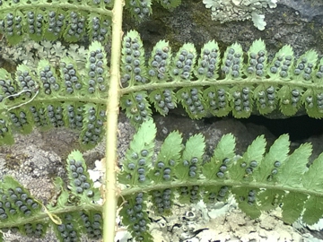 Dryopteris sp.
