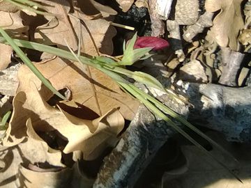 Fabacea - Lathyrus cfr. cicera