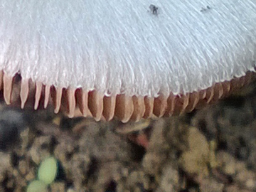 Funghetto in un giardino