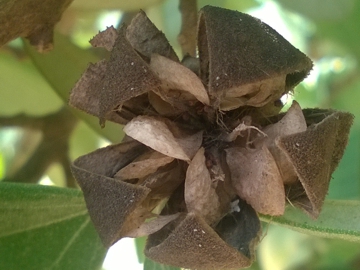 Arbusto con strani frutti - Lagunaria patersonii