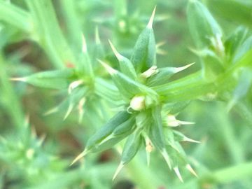 Salsola tragus subsp. pontica / Salsola del Ponto
