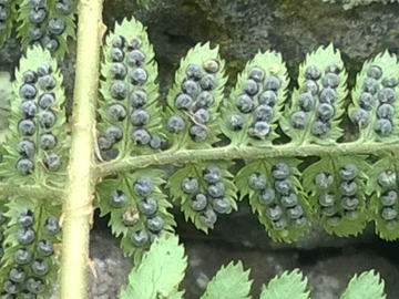 Dryopteris sp.