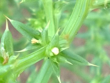 Salsola tragus subsp. pontica / Salsola del Ponto